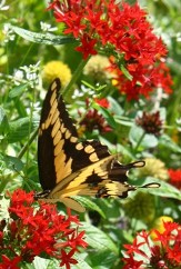 Butterfly Plants copyright � almostedenplants.com